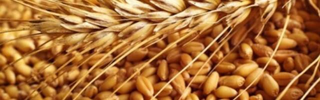 Латвия на 40% нарастила ввоз зерна из РФ