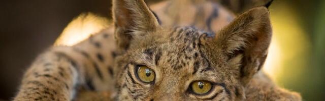 Испугавшийся собаки рысенок четыре часа просидел на дереве