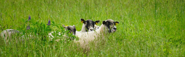 Сезон городской природы откроет семейный день в Маарьявялья
