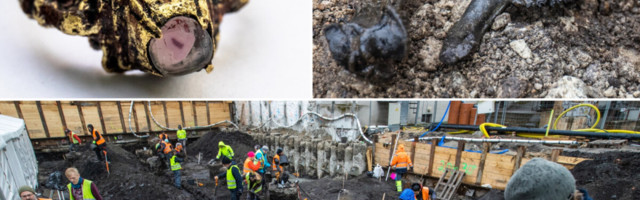 ФОТО | В центре Таллинна нашли средневековые предметы роскоши: уникальное кольцо с розовым камнем, старинные печати и до сих пор работающий кодовый замок