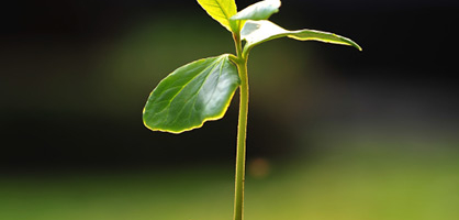 Советы по посадке плодовых деревьев