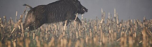 Правда ли, что эстонский министр предложил отправить ВСУ мясо кабанов, отстрелянных для борьбы с чумой?