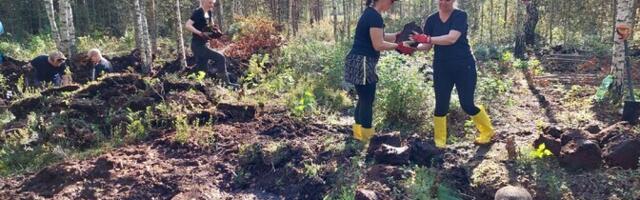 В восстановлении Пяэскюлаского болота приняли участие более ста добровольцев
