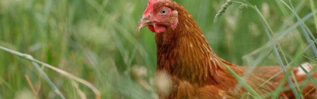 В Харьюмаа выявлен птичий грипп