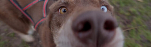 Хаски в деле: "Горизонт" прокатился на собачьей упряжке