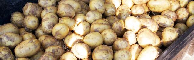В Беларуси дефицит картошки — будут покупать в Новгороде