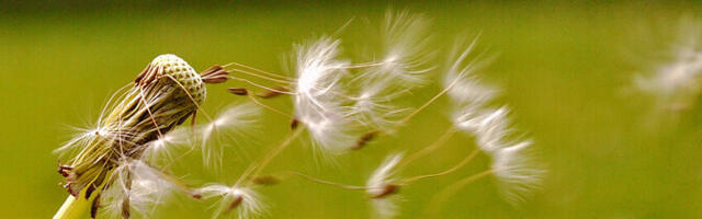 "Эко? Логично": зеленые проекты и инвазивные растения