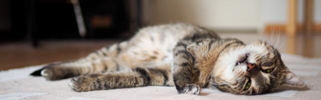 В Латвии зарегистрировано 290 526 собак, кошек и хорьков