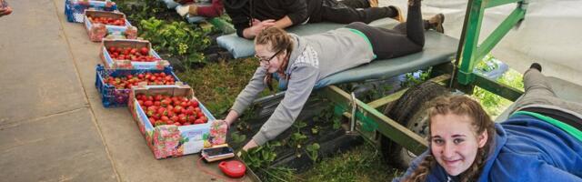 Сезон клубники начался, а рабочих не хватает: почему украинцы готовы работать, а местные — нет