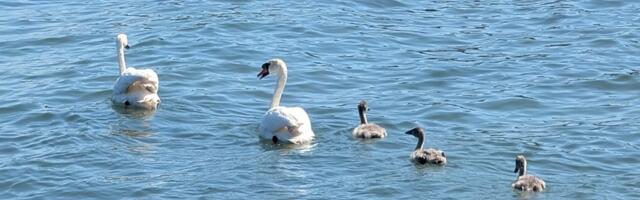 ФОТО | В Хааберсти спасли лебедей, застрявших в секциях забора