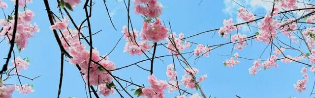 Сакура в Японии все реже цветет из-за потепления климата