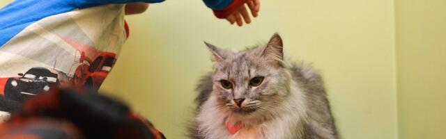 ОПРОС | Родить ребенка или взять собаку? Что бы выбрали вы? 