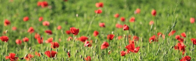 Опий для талибов. Что ждет афганский наркобизнес после ухода США