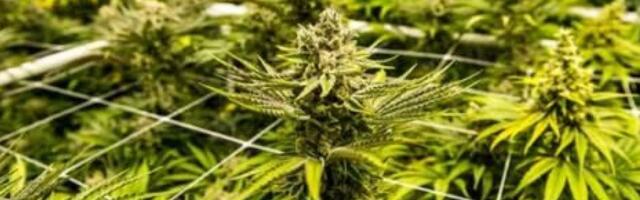 Евросвобода: Чехия легализовала марихуану, Словения — эвтаназию