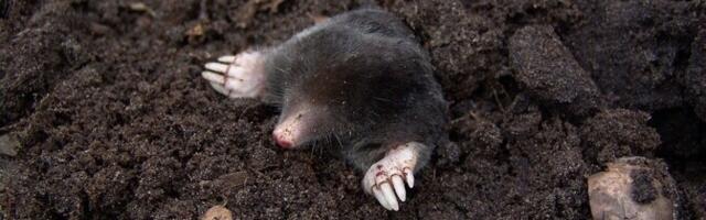 На дереве в Валгамаа обнаружили завернутого в лишайник крота