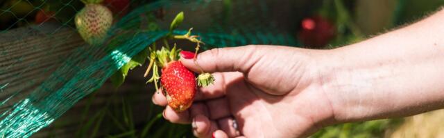 Можно ли продавать мягкую клубнику как ягоды для варенья?