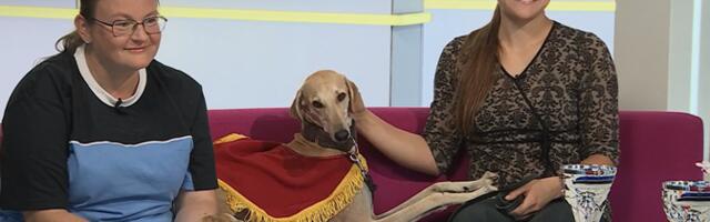 Эстонские заводчицы гончих рассказали об их особенностях