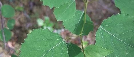 Деревом 2026 года стала осина обыкновенная