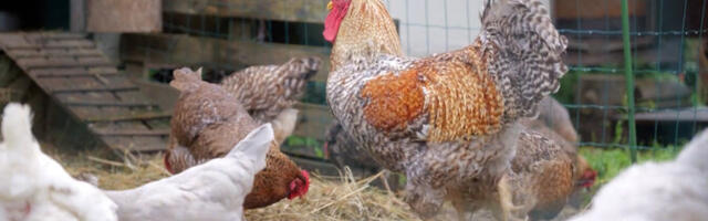 Жительница Эстонии рассказала о содержании кур в частном доме