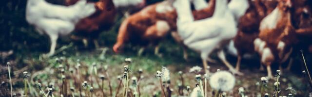 В Тартумаа выявили птичий грипп