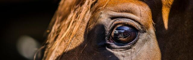Обсуждения запрета зоофилии продолжаются уже много лет, с законопроектом тянут