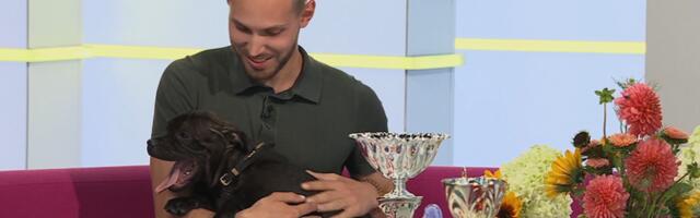 Хендлер: воспитание выставочной собаки можно начинать с двух месяцев