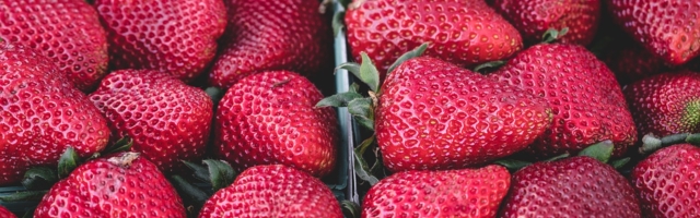 Никакие украинцы не нужны? На каждое вакантное место в хозяйствах по выращиванию клубники претендуют более 100 человек