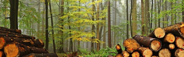 Активисты инициировали сбор подписей под петицией о защите леса в Эстонии