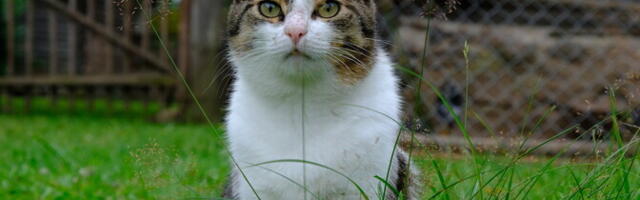 Изменение закона о животных ставит под угрозу работу небольших приютов