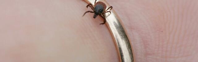 Некоторые люди вкуснее? Вот почему клещи или комары выбирают именно вас