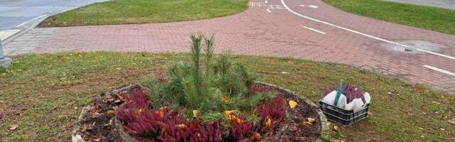 В Нарве продолжают воровать растения с городских клумб