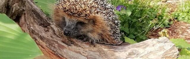 Siilipusa: бродящий зимой еж нуждается в помощи