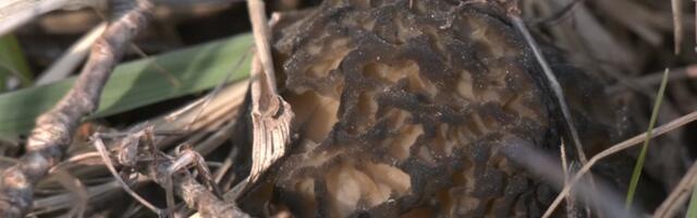 В лесах Юго-Восточной Эстонии уже можно найти сморчки