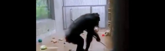 ВИДЕО | Смотрите, что произошло в Таллиннском зоопарке, когда сотрудник забыл в вольере швабру