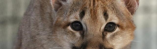 Следы лап ведут в Россию: разгуливающая по эстонским лесам пума могла попасть в Эстонию с восточной границы