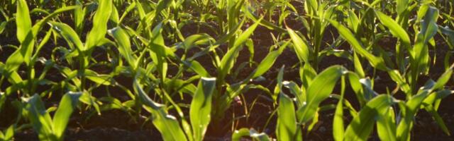 Правительство объявило о введении чрезвычайного положения в аграрном секторе в Эстонии