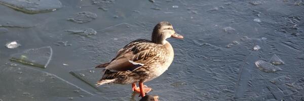 В целях безопасности в Риге запрещено находиться на льду Даугавы