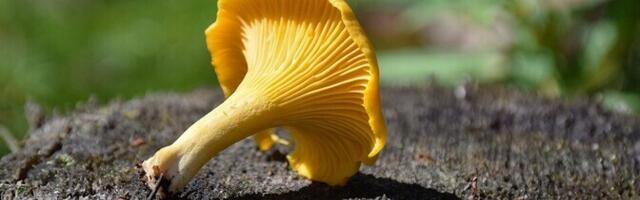 Полиция: грибной сезон еще не начался, но масштабные поиски заблудившихся уже проводятся