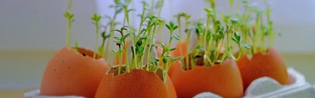 Травы на подоконнике