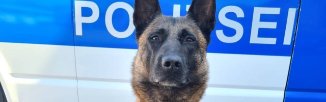 Профессионал своего дела! Полицейская собака Шарки нашла наркотики, спрятанные в автомобиле виновника ДТП