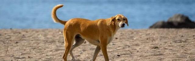 Собака спасла 67 человек от оползня, который обрушился на деревню в Индии