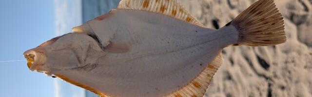 Куприянов: Балтийское море остается одним из самых загрязненных в мире, но рыбу есть можно