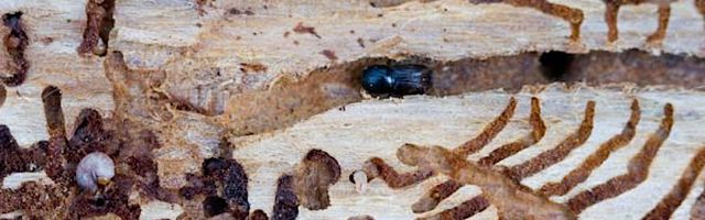 Лес рубят — щепки летят: RMK начал безжалостную борьбу с жуком-короедом