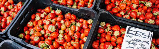 В Эстонии разрешен только один вид пестицидов для выращивания клубники, их может быть больше