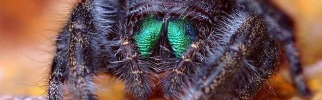Укус паука вызвал у женщины редкую болезнь