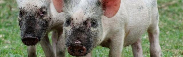 Свиноферма Нурме восстанавливает работу после АЧС: хозяйство заселяют новыми поросятами