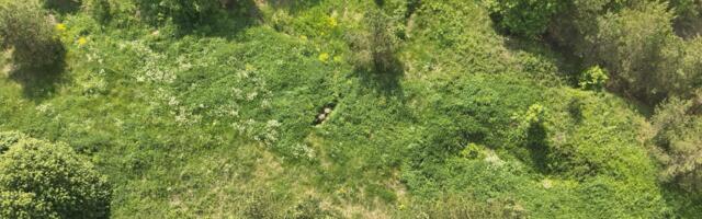 Полиция: начало грибного сезона привело к масштабным поискам в лесу