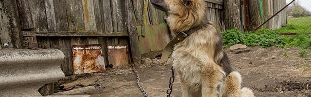 С 2027 года в Эстонии будет запрещено постоянное содержание собак на цепи