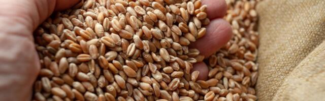 В Азовском море потерпел крушение сухогруз с пшеницей. Один человек погиб.