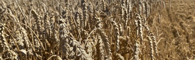 Производители зерна настроены оптимистично, несмотря на продолжительную засуху